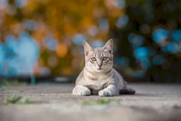 Utekatt sitter på fortauet