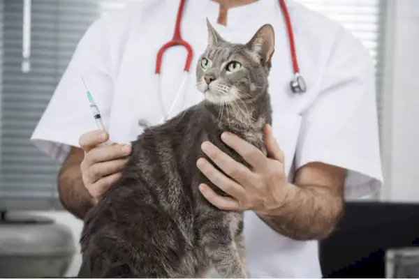 Función de calendario de vacunación para gatos