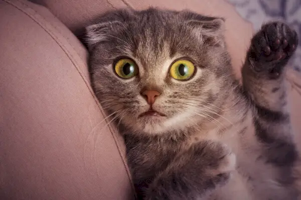 Un'immagine accattivante che mostra un gattino Scottish Fold in una posa giocosa.