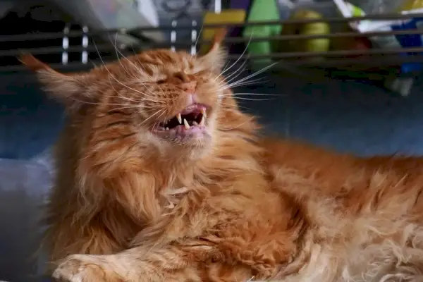 Gato rojo Maine Coon sonriendo con los ojos entrecerrados, pareciendo como si