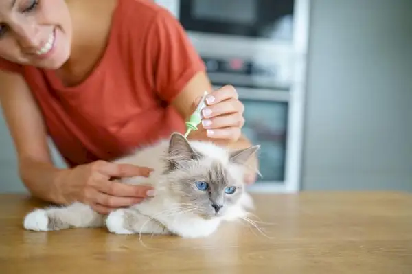 Besitzer wendet Flohbehandlung bei Katze an