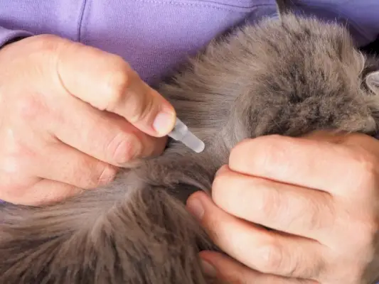 Primo piano delle mani di un uomo, pipetta con un farmaco contro le pulci, applicato sulla pelle delle scapole di un gatto.