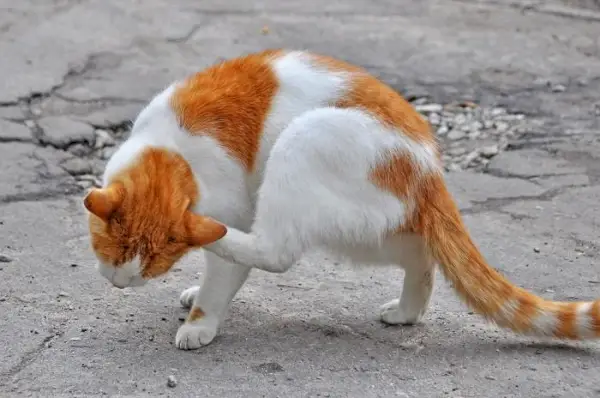 Kulağı kaşınan, rahatsızlığa tepki olarak başını kaşıyan veya yana yatıran bir kediyi gösteren resim, kedigillerde sık görülen kulak tahrişi sorununu vurguluyor.