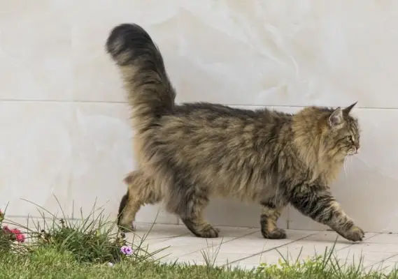 gato caminando en el jardín