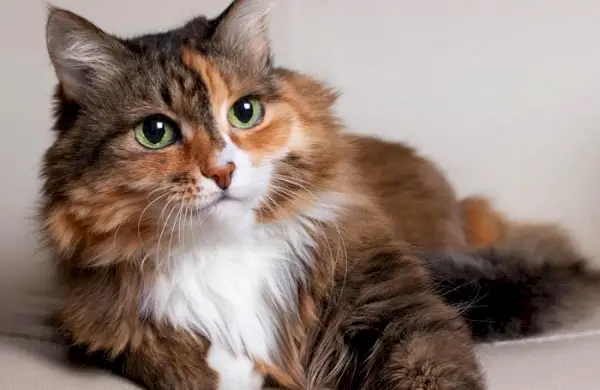 Hauskatze mit langem Haar