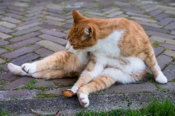 gato patinando