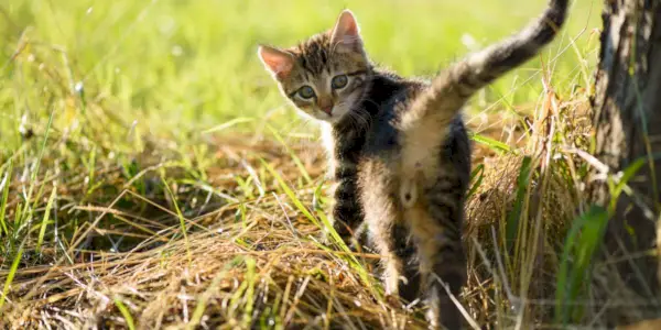 かわいい子猫のお尻