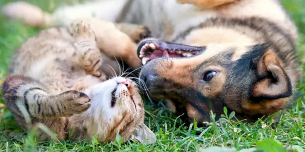 Katzen und Hunde zusammen, mit einer Mischung aus Hauskatzen und Hunden.