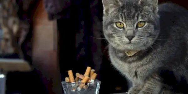 En katt nära en cigarett som illustrerar ämnet för katter som potentiellt andas in rök.