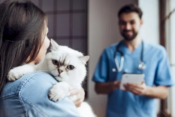 vizualni prikaz veterinarja, ki opravlja pregled mačke, medtem ko mačko nežno drži lastnik.