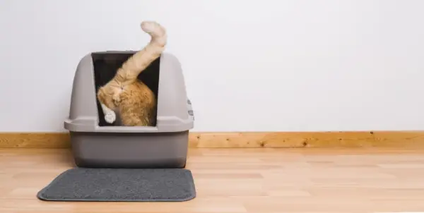 Die Darstellung einer Katze, die in eine Katzentoilette steigt, verdeutlicht ihr typisches Verhalten für die persönliche Hygiene.