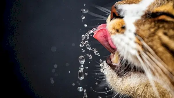 Come convincere un gatto a bere più acqua