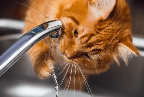 Acqua potabile per gatti