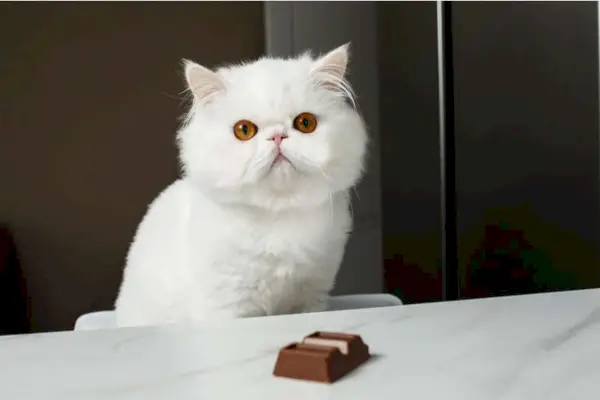 Gatto con cioccolato velenoso per i gatti