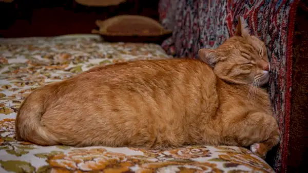 Gato naranja durmiendo mientras presiona su cabeza contra una pared