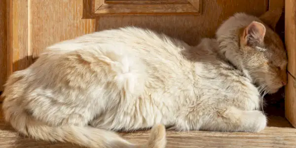 Afbeelding van een kat die zijn kop tegen een muur drukt