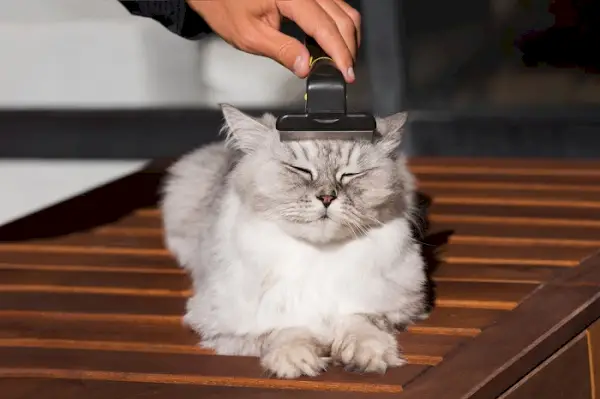 Un adorable gato con pelaje blanco y marrón esponjoso siendo cepillado suavemente por una persona.