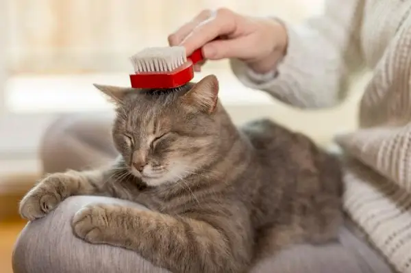 Un'immagine ravvicinata di un gatto grigio sereno che viene spazzolato da una mano umana.