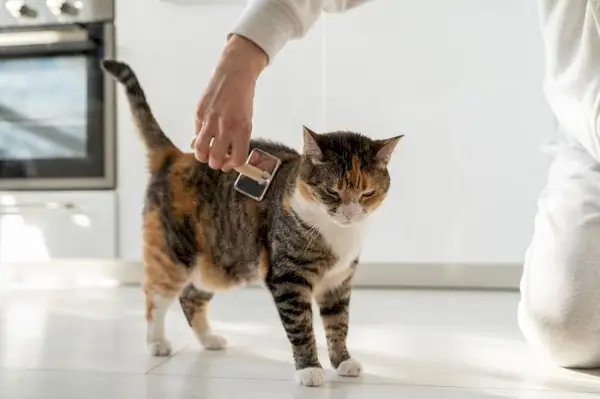 Kuvaan taltioitu hellä hetki, jossa henkilö harjaa hellästi pörröisen oranssin tabby-kissan turkkia.