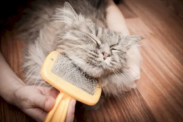 chat gris engagé dans une séance de toilettage.