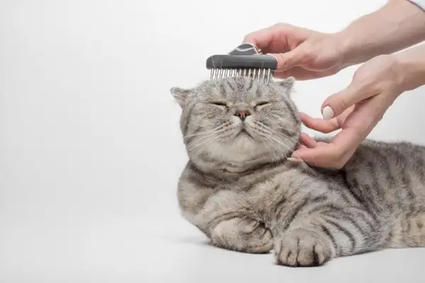 Un chat écossais avec un motif de pelage distinctif méticuleusement soigné.