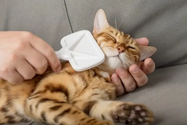 Una persona cepillando suavemente a un gato contento.