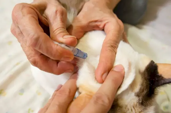 Selamectina para gatos: proprietário de gato administrando medicamento contra pulgas em seu gato