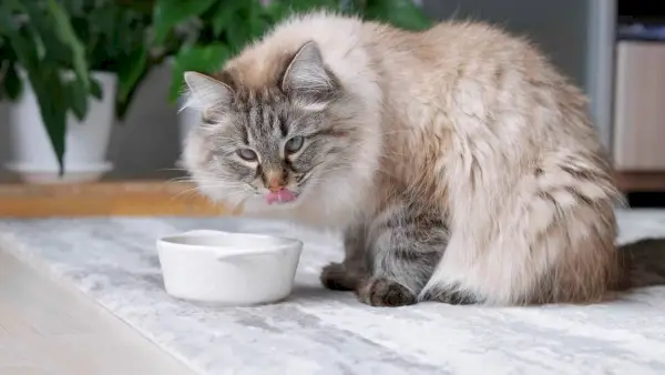 gatto lanuginoso che mangia cibo dalla ciotola bianca