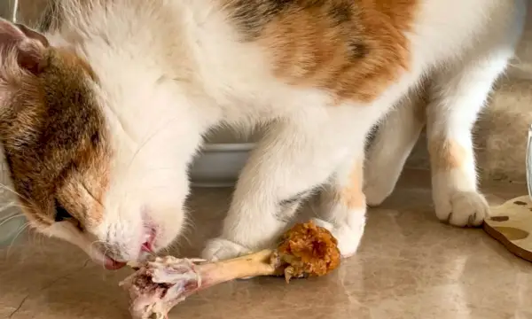 調理された鶏の骨を食べる猫