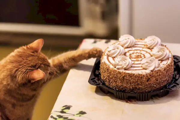 gato ruivo pegando bolo no balcão