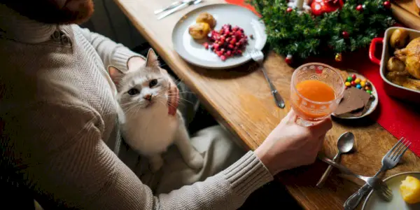 Gato en el regazo del hombre, en la mesa festiva