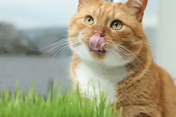 Joli chat roux avec un brin d'herbe de blé pour chats