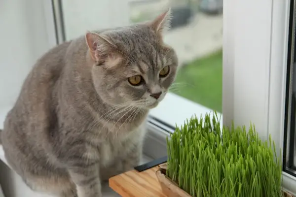 İçerideki pencere kenarındaki kediler için taze buğday çiminin yanındaki kedi