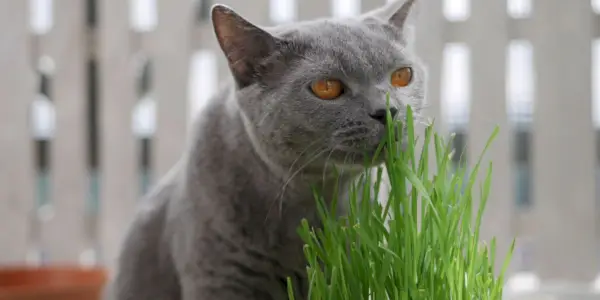 Gat British Shorthair gris que olora herba de blat per a gats