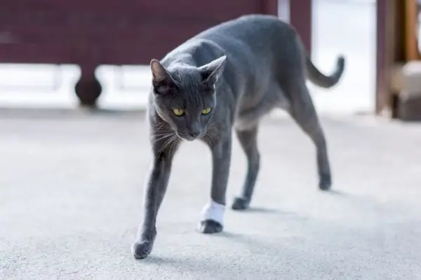 Katt som haltar, möjligen på grund av en skada eller skadad