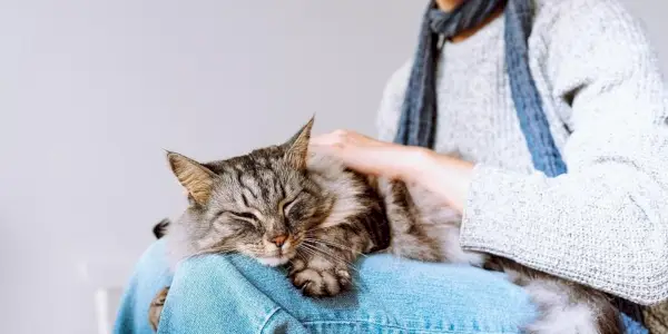 Nadýchaná mourovatá mačka spí na kolenách mladého dievčaťa