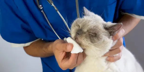 綿棒で猫の鼻を拭く獣医師