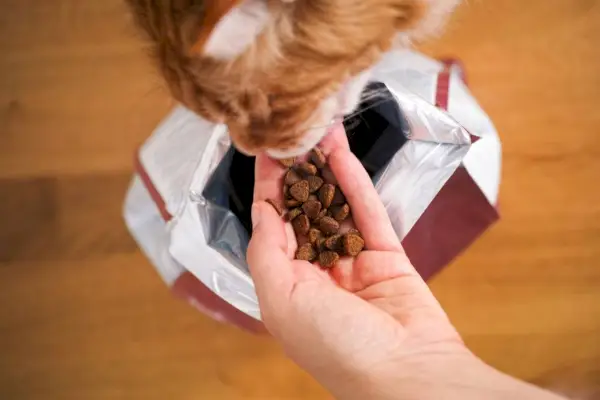 Gato Maine Coon ruivo comendo comida de gato de uma mão de mulher