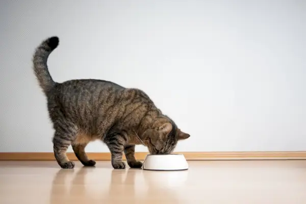 gatto soriano che mangia cibo per animali domestici dalla ciotola di alimentazione