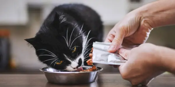 Homem alimentando seu gato faminto