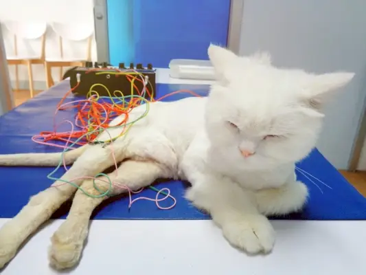 faire de l'électro-acupuncture sur des chats