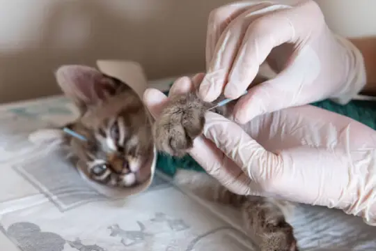 veteriner kedilere akupunktur yapıyor