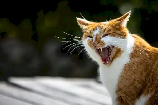 シューシュー鳴く猫