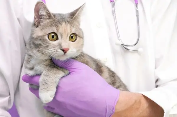 gato en el veterinario