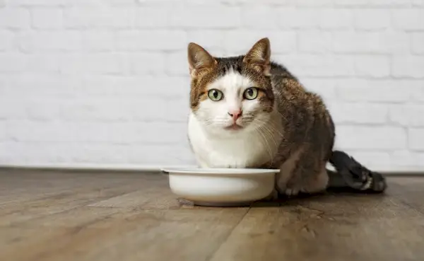 Gato bebiendo caldo.