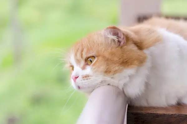 depressieve kat kijkt over het balkon