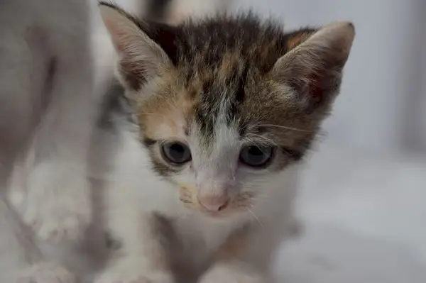 un gatto che guarda la telecamera