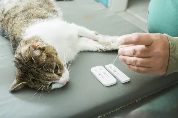 Bir veterinerin bir kedi üzerinde kan testi yaptığını gösteren resim