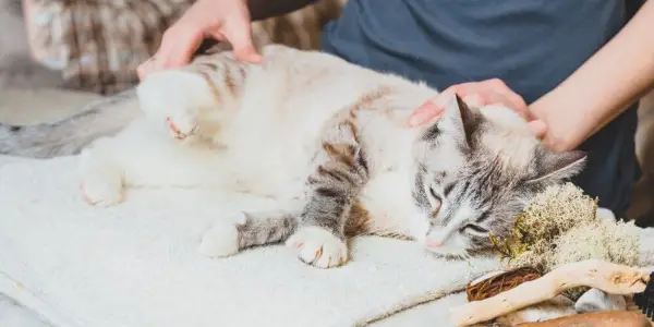 Massage der Katze