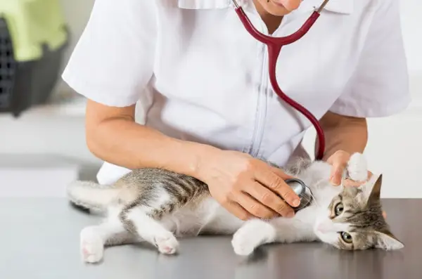 Efectos secundarios del metronidazol para gatos.